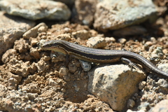 Oligosoma