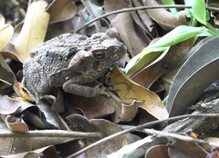Rhinella marina