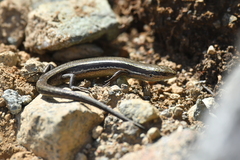 Oligosoma