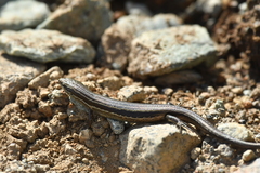 Oligosoma