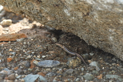 Oligosoma