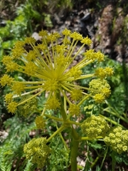 Molopospermum peloponnesiacum