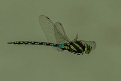 Zosteraeschna minuscula