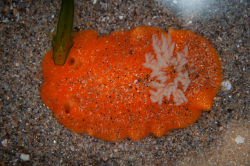 Kelp clingfish (Rimicola muscarum) — Gobiesocidae