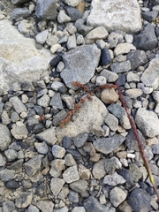 Crassula multicaulis