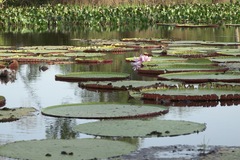 Victoria amazonica