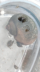 Ampullaceana balthica