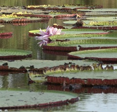 Victoria amazonica