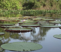 Victoria amazonica