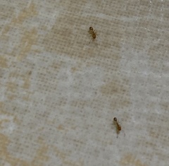 Monomorium pharaonis