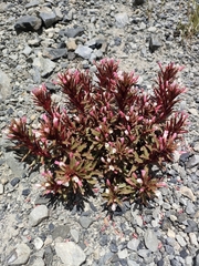 Epilobium pycnostachyum