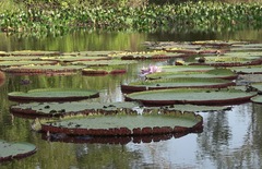 Victoria amazonica