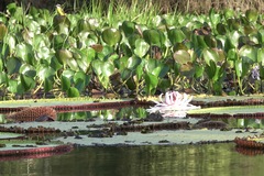 Victoria amazonica