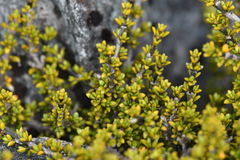 Coprosma fowerakeri