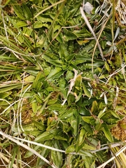 Plantago triandra