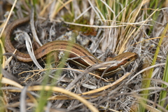 Oligosoma