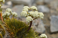 Aciphylla crosby-smithii