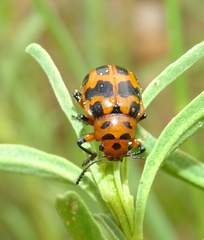 Euryope terminalis