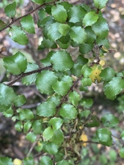 Gaultheria antipoda