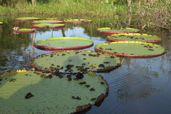 Victoria amazonica