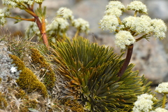 Aciphylla crosby-smithii
