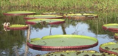 Victoria amazonica