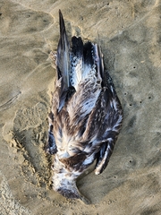 Larus dominicanus dominicanus