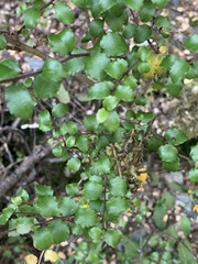 Gaultheria antipoda