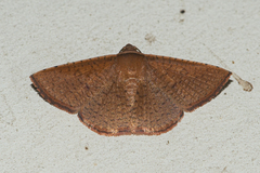 Striglina