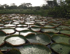 Victoria amazonica