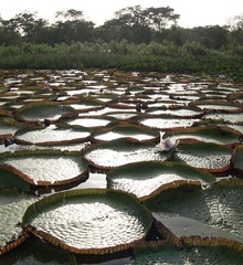 Victoria amazonica