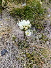 Gentianella corymbifera