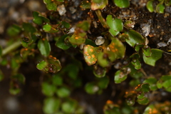 Aecidium microstomum