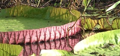 Victoria amazonica
