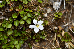 Lobelia glaberrima