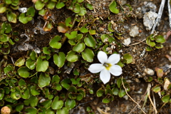 Lobelia glaberrima
