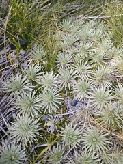 Celmisia sessiliflora