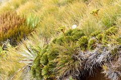 Aciphylla crosby-smithii