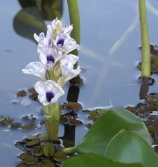 Pontederia