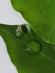 Cassida dorsovittata