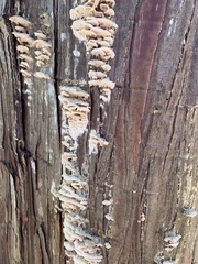 Neoantrodiella gypsea