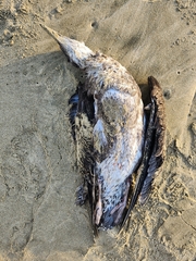 Larus dominicanus dominicanus