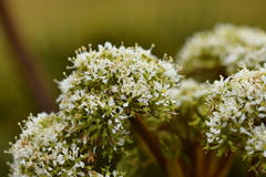 Aciphylla crosby-smithii