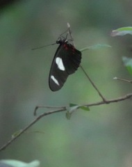 Heliconius sara