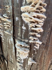 Neoantrodiella gypsea