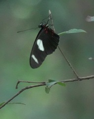 Heliconius sara