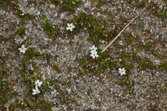 Lobelia glaberrima