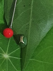 Cassida dorsovittata