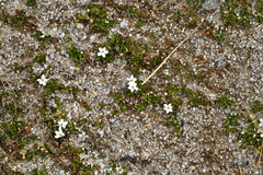 Lobelia glaberrima