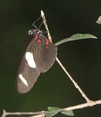 Heliconius sara